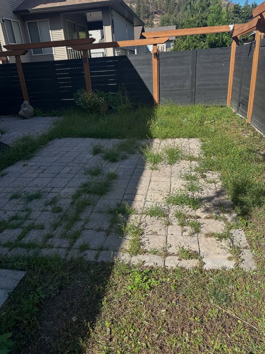Backyard before: weeds through the pavers and patchy grass
