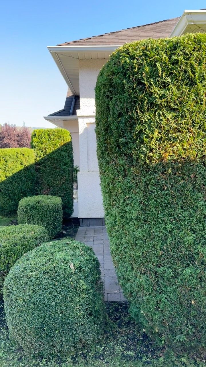 Freshly shaped hedges at a front entry