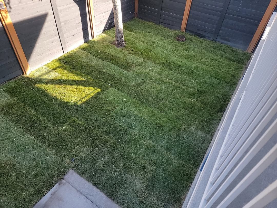 New sod laid in a fenced side yard